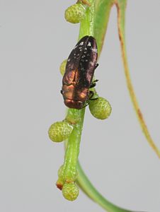 Diphucrania modesta, PL0361, female, on Acacia pycnantha, SL, 5.1 × 2.1 mm